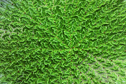 Aquatic plant - Euryale leaves in pond, North China