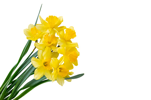 Beautiful bouquet of yellow daffodils or narcissus isolated on white background. Blooming spring flowers, Easter bells. Spring greeting card, invitation card for holiday, birthday, mother's day