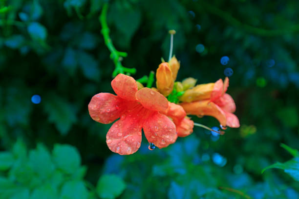 Bright Campanula in the park, North China