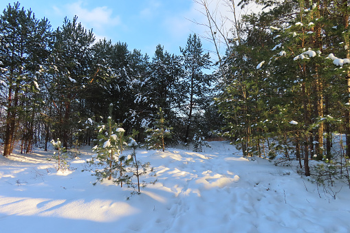 pine trees on the snow covered shore of the baltic sea in winter