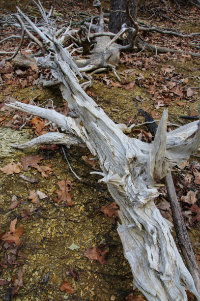 istock Dead trees in a forest, Tennessee, USA 1971494647