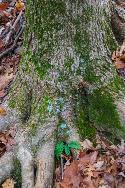 istock Mosses and lichens on an old tree trunk, Tennessee, USA 1971495190