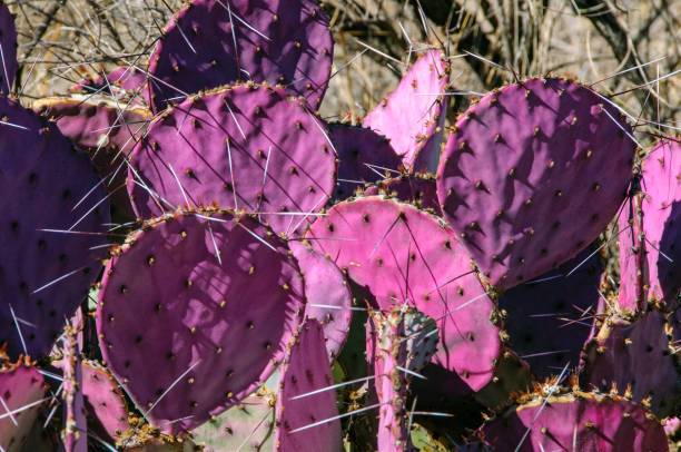 istock Opuntia macrocentra, Purple Prickly Pear cactus, Big Bend National Park 1971496314