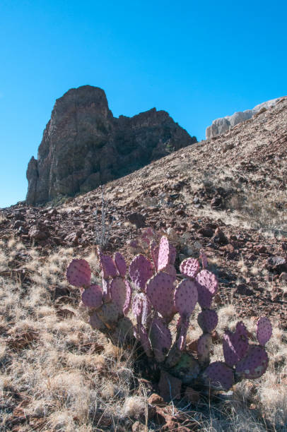istock Opuntia macrocentra, Purple Prickly Pear cactus, Big Bend National Park 1971496838