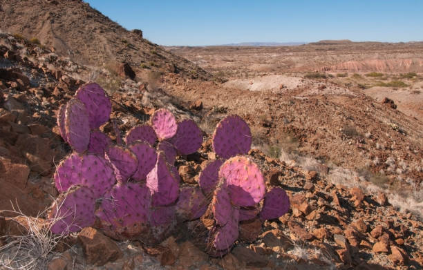istock Opuntia macrocentra, Purple Prickly Pear cactus, Big Bend National Park 1971496854