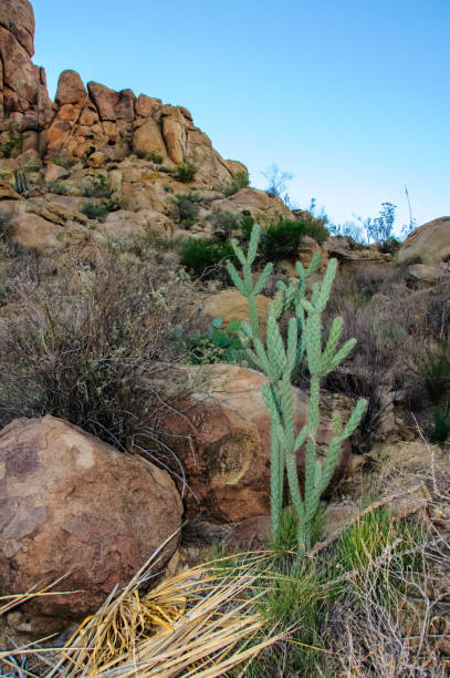 istock Cylindropuntia imbricata, or opuntia imbricata. Tree cholla, walking stick cholla 1971497391