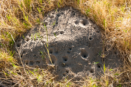 Antlion traps in a heap of sand in a stone desert in Texas, USA