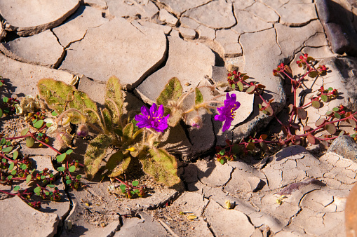 Stone desert, flowering plants xerophytes, desert landscape of a dried up river bed in Texas in Big Bend National Park, desert plants