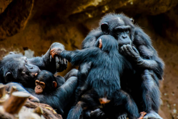 istock Black Chimpanzee Mammal Ape 1971504137