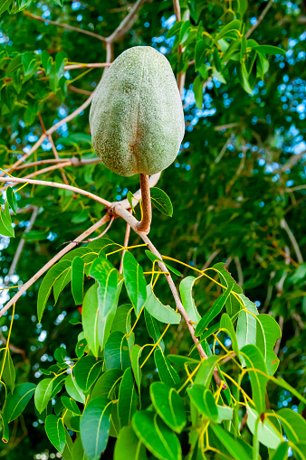 Green hard fruit with seeds on the tree (Swietenia mahagoni)