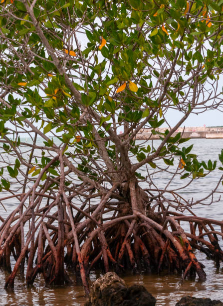 coastal thickets. mangroves at low tide in the gulf of mexico, florida, usa. - leaf branch tree green - fotografias e filmes do acervo