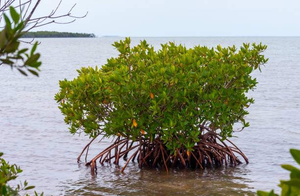 coastal thickets. mangroves at low tide in the gulf of mexico, florida, usa. - leaf branch tree green - fotografias e filmes do acervo