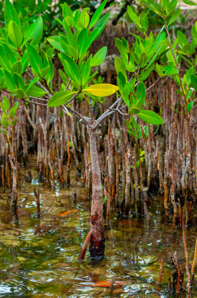 manguezais na maré baixa no golfo do méxico, flórida, eua. - leaf branch tree green - fotografias e filmes do acervo