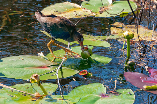 Colorful bird known as a Purple Gallinule (Porphyrio martinicus) foraging in a marsh