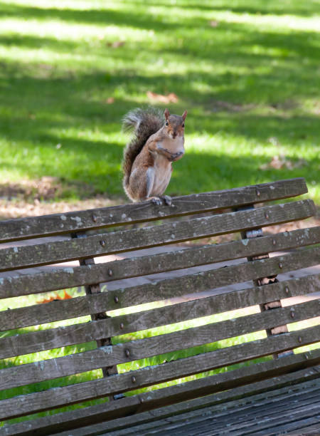 A snapshot of a lone squirrel milling about outside my place of work, looking for food.