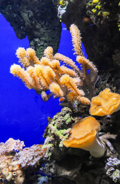 istock Zoanthids (Zoantharia also called Zoanthidea), sea anemones in a marine aquarium 1971517720