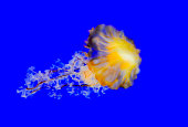 (Chrysaora fuscescens), jellyfish on a blue background in a marine aquarium