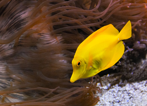 (Zebrasoma flavescens), yellow fish against the background of sea anemones in a marine aquarium