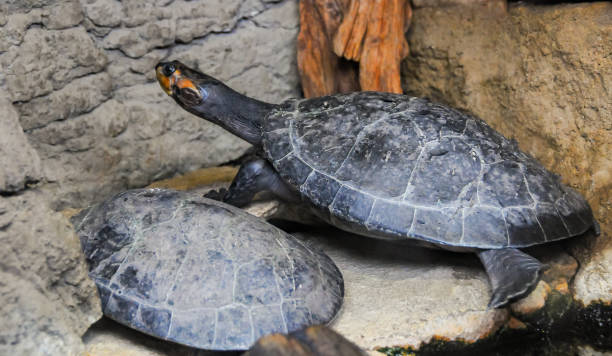 istock Turtles with red ears behind glass terrarium 1971518288