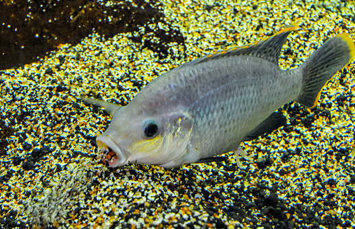 Large freshwater fish Tilapia in the aquarium picks up sand with his mouth