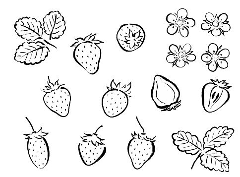 Japanese-style brushstroke strawberry line drawing illustration