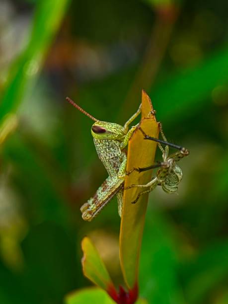 istock Grass Hopper On The Branch 1971523727