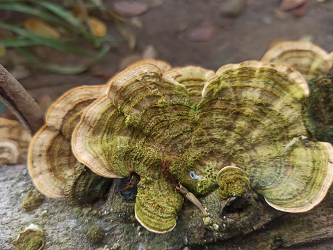 Wood fungus with a yellow coloration is found on a fallen tree.