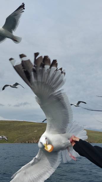 istock Wingspan of the seagull. 1971546114