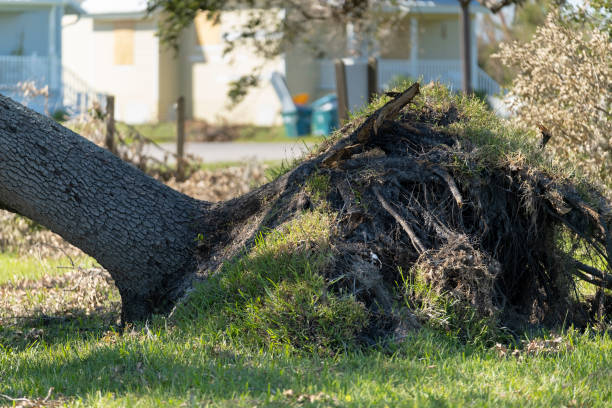 hurricane damage to a tree on florida house backyard. fallen down big tree after tropical storm winds. consequences of natural disaster - tree broken branch dividing fotografías e imágenes de stock