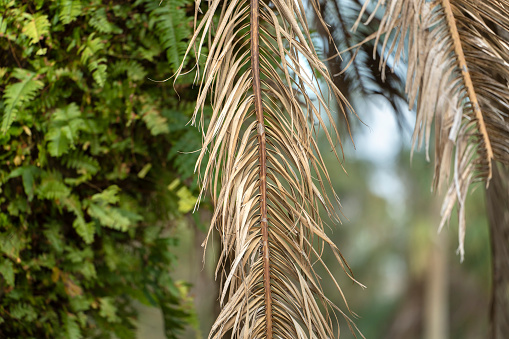 Dead palm tree with dry branches on Florida home backyard. Tree removal concept.