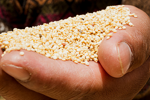 The hand of the Andean indigenous person stirs the quinoa in the sun, for drying.