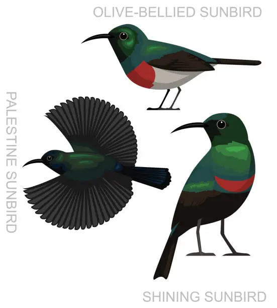 Vector illustration of Bird Palestine Sunbird Set Cartoon Vector