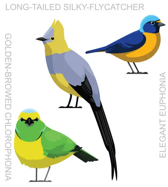 Vector illustration of Bird Silky-Flycatcher Chlorophonia Euphonia Set Cartoon Vector