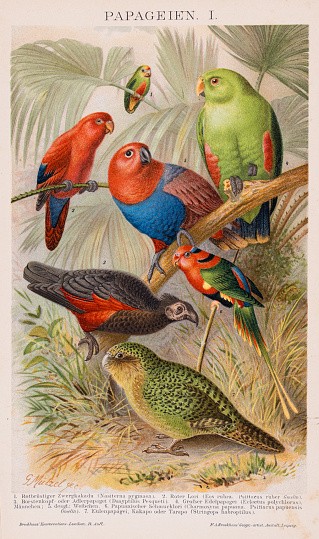 Exotic birds parrots chromolithograph plate from Brockhaus' Conversations-Lexikon 1898