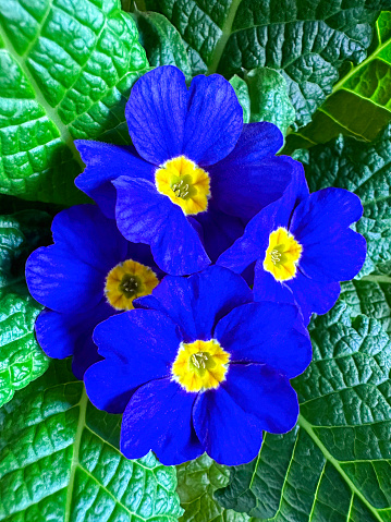 Close-up image of a beautiful blue primrose plant