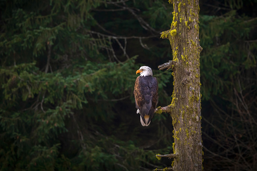 A lone Bald Eagle perched on a tree branch on southern Vancouver Island.