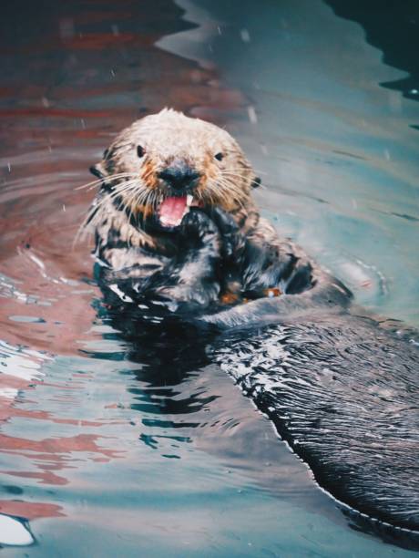 istock A sea otter crunches on a shell in Seward, Alaska. 1971638056