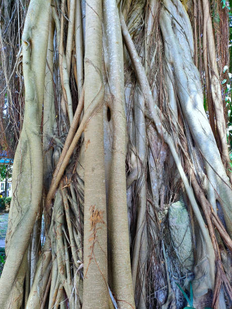 istock Giant tree trunk in Kuala Lumpur Hospital 1971638119