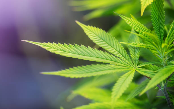 istock Fresh cannabis leaves close-up 1971656286