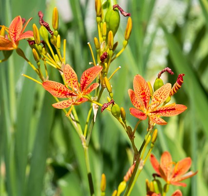 Blackberry lily, also known as leopard flower and leopard lily