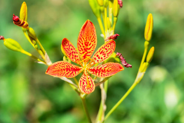 Blackberry lily, also known as leopard flower and leopard lily