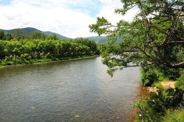 a crooked branch of a large pine leans on the bed of a beautiful river flowing through the mountain taiga. - photography branch tree day imagens e fotografias de stock