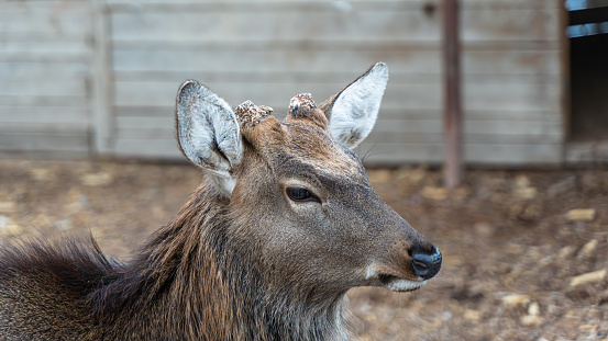 Close-up of a deer after its antlers are cut and calcified