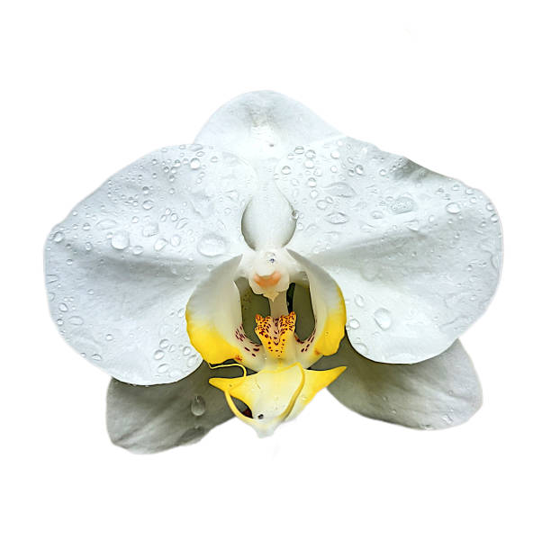 istock Beautiful flower Phalaenopsis orchid plant, Phalaenopsis white 1971713191