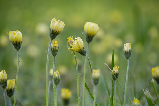 Field teeming with yellow daisies amidst a verdant setting the long thin green stems support the flowers and buds which appear striking against the blurred green background that lends depth to scene