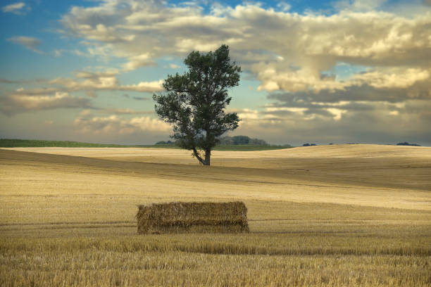 Vast field with golden tones in the center of this field stands a solitary tree and hay bale giving a point of focus in the near foreground the sky above is dramatic spectacle it could be dawn or dusk