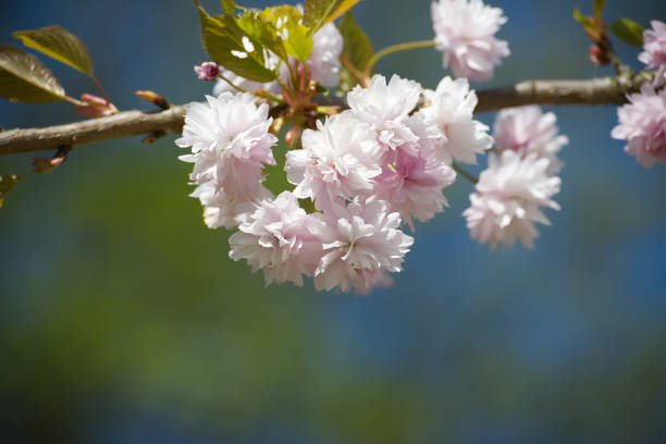 Pink sakura flowers against background of blue sky. Spring banner with free copy space