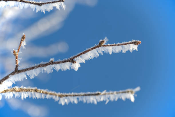 Close-up view of a tree's intricately frosted branches against a clear, bright blue sky. The branches are adorned with a variety of delicate frost crystals and ice formations, suggesting a cold winter