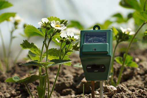 Soil moisture, light intensity and PH testing meter among the blooming strawberry plants