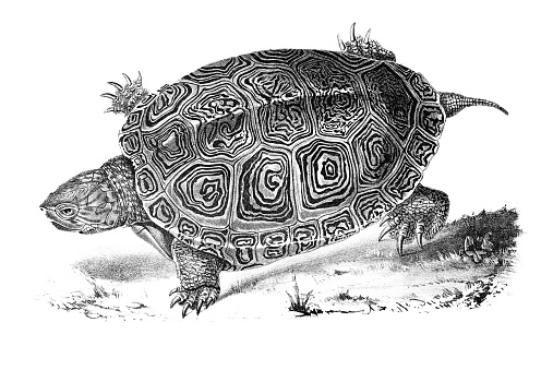 Smooth Terrapin: Original Lithography from 